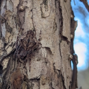 Hortophora sp. (genus) at Watson Green Space - 18 Mar 2024