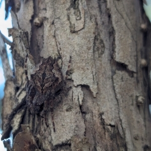 Hortophora sp. (genus) at Watson Green Space - 18 Mar 2024