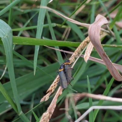 Chauliognathus lugubris (Plague Soldier Beetle) at Watson Green Space - 18 Mar 2024 by AniseStar