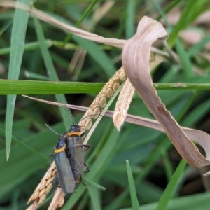 Chauliognathus lugubris at Watson Green Space - 18 Mar 2024 05:53 PM