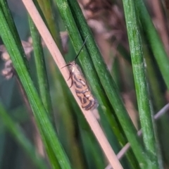 Glyphipterix cyanochalca (A sedge moth) at Watson Green Space - 18 Mar 2024 by AniseStar