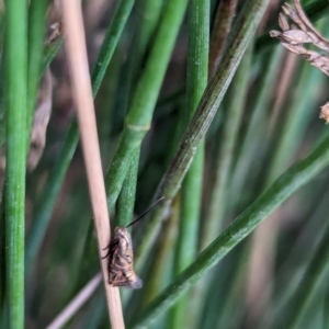 Glyphipterix cyanochalca at Watson Green Space - 18 Mar 2024 05:35 PM