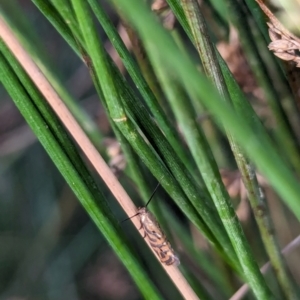 Glyphipterix cyanochalca at Watson Green Space - 18 Mar 2024 05:35 PM