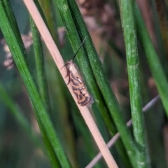 Glyphipterix cyanochalca at Watson Green Space - 18 Mar 2024 05:35 PM