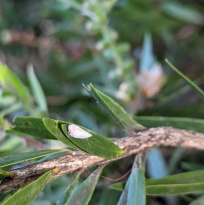 Anzora unicolor (Grey Planthopper) at Watson, ACT - 18 Mar 2024 by AniseStar