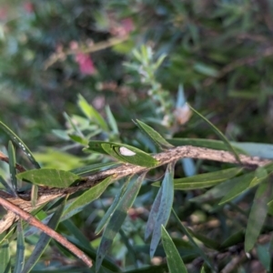 Anzora unicolor at Watson Green Space - 18 Mar 2024