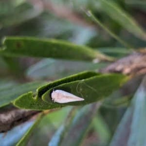 Anzora unicolor at Watson Green Space - 18 Mar 2024