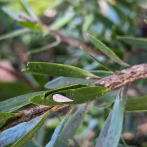 Anzora unicolor at Watson Green Space - 18 Mar 2024