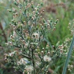 Erigeron bonariensis at Watson Green Space - 18 Mar 2024