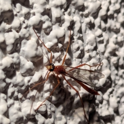 Enicospilus sp. (genus) (An ichneumon wasp) at Watson, ACT - 17 Mar 2024 by AniseStar