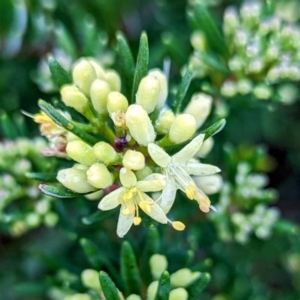 Leionema phylicifolium at Kosciuszko National Park - 18 Mar 2024