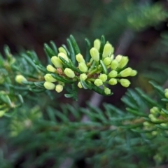 Leionema phylicifolium at Kosciuszko National Park - 18 Mar 2024