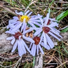 Symphyotrichum novi-belgii (Michaelmas Daisy) at Wilsons Valley, NSW - 18 Mar 2024 by HelenCross