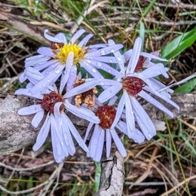 Symphyotrichum novi-belgii (Michaelmas Daisy) at Wilsons Valley, NSW - 18 Mar 2024 by HelenCross