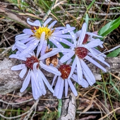 Symphyotrichum novi-belgii (Michaelmas Daisy) at Kosciuszko National Park - 18 Mar 2024 by HelenCross