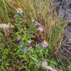 Symphyotrichum novi-belgii at Kosciuszko National Park - 18 Mar 2024