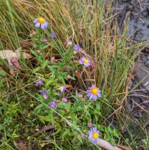 Symphyotrichum novi-belgii at Kosciuszko National Park - 18 Mar 2024