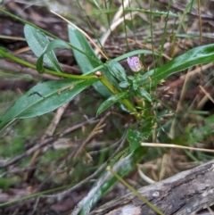 Symphyotrichum novi-belgii at Kosciuszko National Park - 18 Mar 2024