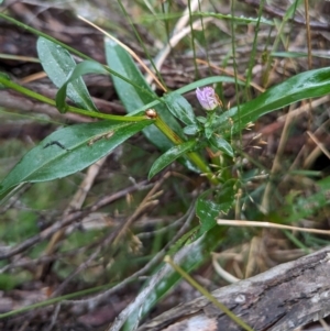 Symphyotrichum novi-belgii at Kosciuszko National Park - 18 Mar 2024