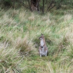 Notamacropus rufogriseus (Red-necked Wallaby) at Wilsons Valley, NSW - 18 Mar 2024 by HelenCross