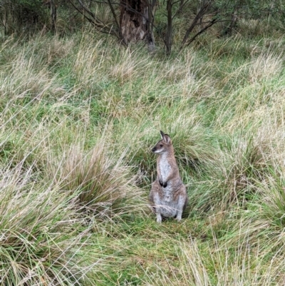 Notamacropus rufogriseus (Red-necked Wallaby) at Kosciuszko National Park - 18 Mar 2024 by HelenCross