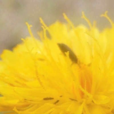 Dasytinae (subfamily) (Soft-winged flower beetle) at Symonston, ACT - 18 Mar 2024 by MichaelMulvaney