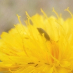 Dasytinae (subfamily) (Soft-winged flower beetle) at Symonston, ACT - 18 Mar 2024 by MichaelMulvaney