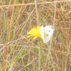 Pieris rapae (Cabbage White) at Mugga Mugga Grassland (MMW) - 18 Mar 2024 by MichaelMulvaney