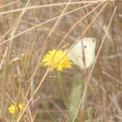 Pieris rapae at Mugga Mugga Grassland (MMW) - 18 Mar 2024 12:21 PM