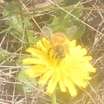 Apis mellifera (European honey bee) at Symonston, ACT - 18 Mar 2024 by MichaelMulvaney