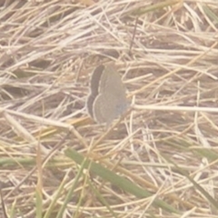 Zizina otis (Common Grass-Blue) at Symonston, ACT - 18 Mar 2024 by MichaelMulvaney