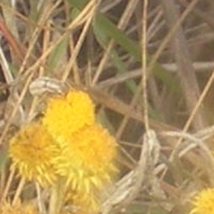 Entiminae (subfamily) at Mugga Mugga Grassland (MMW) - 18 Mar 2024 09:27 PM