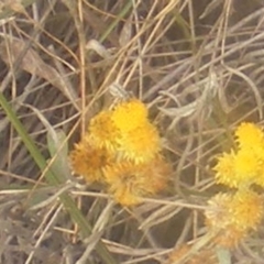 Entiminae (subfamily) at Mugga Mugga Grassland (MMW) - 18 Mar 2024 09:27 PM