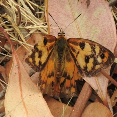 Heteronympha penelope (Shouldered Brown) at Lysterfield, VIC - 12 Mar 2024 by GlossyGal