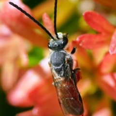 Lasioglossum (Parasphecodes) sp. (genus & subgenus) (Halictid bee) at Page, ACT - 18 Mar 2024 by DonTaylor