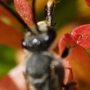 Lasioglossum (Parasphecodes) sp. (genus & subgenus) at Page, ACT - 18 Mar 2024