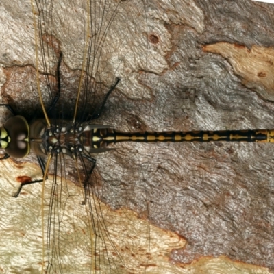 Anax papuensis (Australian Emperor) at Mount Ainslie - 17 Mar 2024 by jb2602