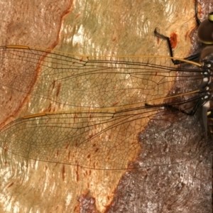 Anax papuensis at Mount Ainslie - 17 Mar 2024