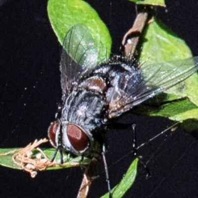 Rutilia sp. (genus) (A Rutilia bristle fly, subgenus unknown) at Longwarry North, VIC - 17 Mar 2024 by Petesteamer