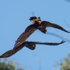 Zanda funerea (Yellow-tailed Black-Cockatoo) at Longwarry North, VIC - 18 Mar 2024 by Petesteamer