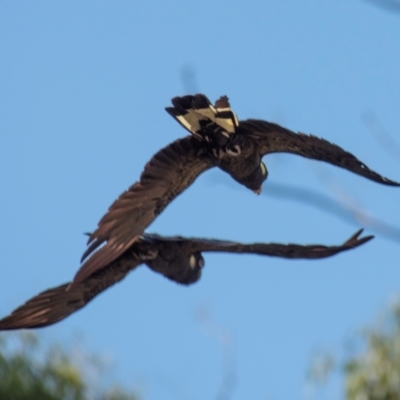 Zanda funerea (Yellow-tailed Black-Cockatoo) at Longwarry North, VIC - 17 Mar 2024 by Petesteamer