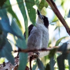 Cracticus torquatus (Grey Butcherbird) at Longwarry North, VIC - 17 Mar 2024 by Petesteamer