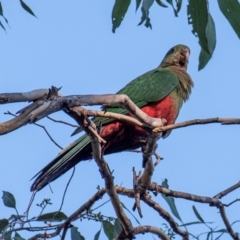 Alisterus scapularis (Australian King-Parrot) at Longwarry North, VIC - 17 Mar 2024 by Petesteamer