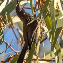 Acanthorhynchus tenuirostris (Eastern Spinebill) at Longwarry North, VIC - 18 Mar 2024 by Petesteamer