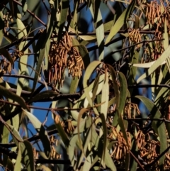 Amyema pendula subsp. pendula (Drooping Mistletoe) at Longwarry North, VIC - 18 Mar 2024 by Petesteamer