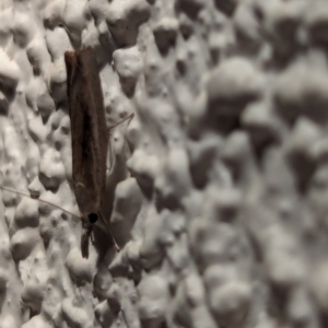 Crambidae sp. (family) at Watson, ACT - 17 Mar 2024