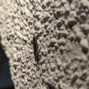 Crambidae sp. (family) at Watson, ACT - 17 Mar 2024