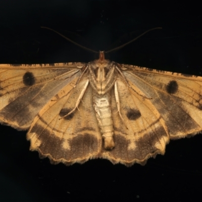 Scioglyptis lyciaria (White-patch Bark Moth) at Ainslie, ACT - 17 Mar 2024 by jb2602