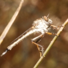 Unidentified Robber fly (Asilidae) at Freshwater Creek, VIC - 9 Feb 2024 by WendyEM