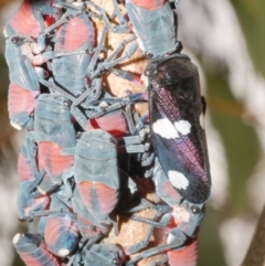 Eurymela fenestrata (Gum tree leafhopper) at Freshwater Creek, VIC - 9 Feb 2024 by WendyEM